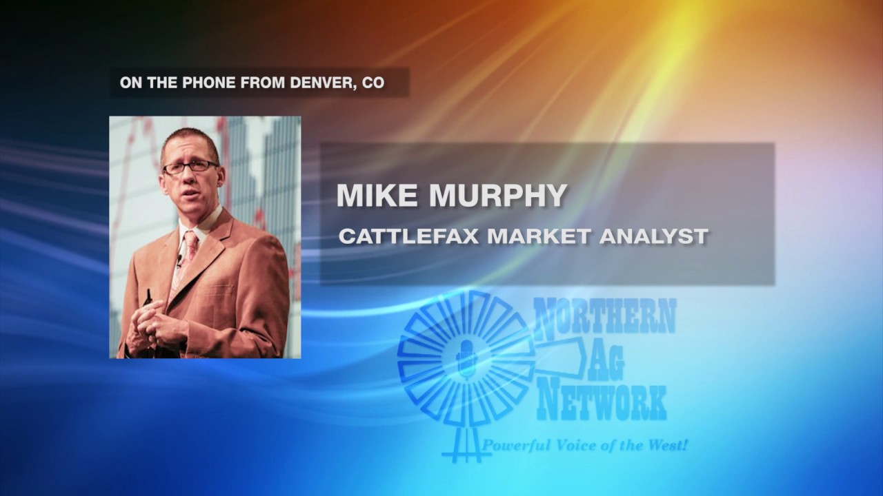 Cattle Fax Mike Murphy Bred Cattle Outlook