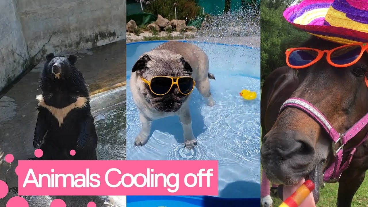 Animals Cooling Off In The Summer Heat YouTube