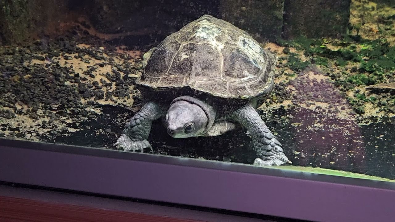Schildkröte 🐢  Ninja Törtels