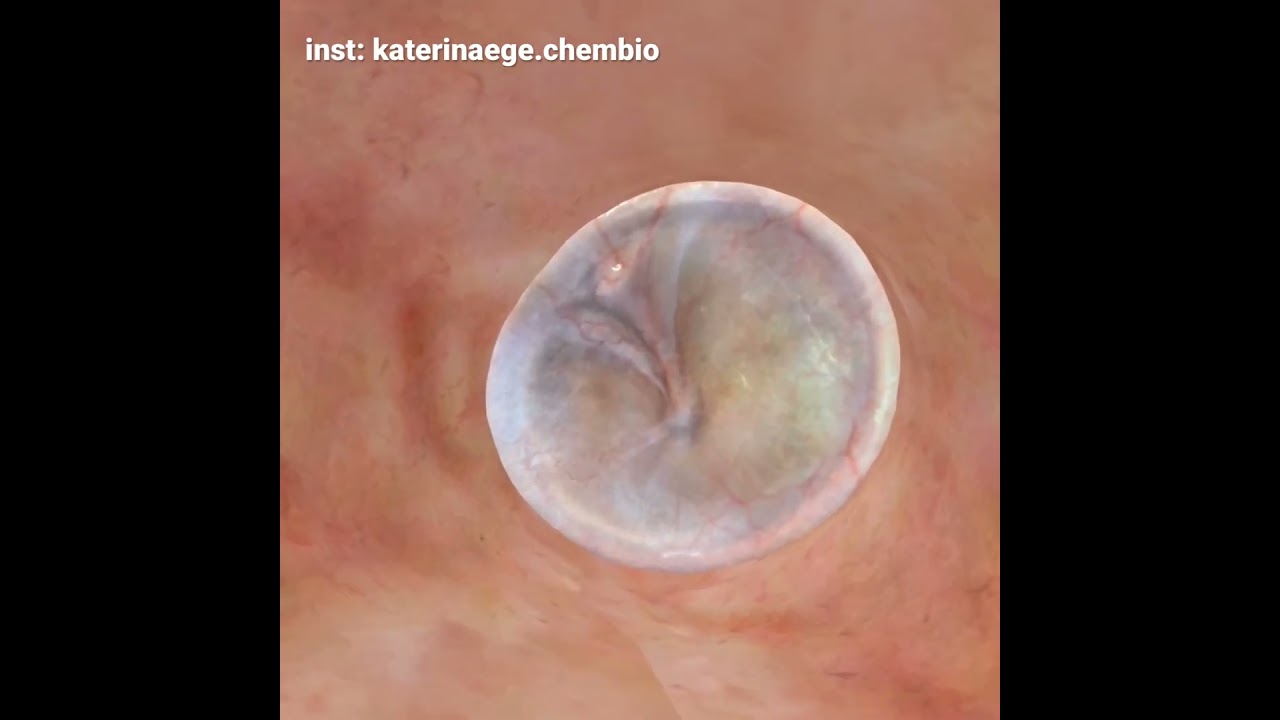 А вы видели ухо изнутри?