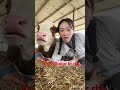 Girl Fun with Cow
