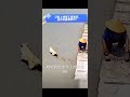 狗模狗樣!狗子:這水泥路鋪的沒有靈魂,我來給你注入靈魂! #生活 #搞笑