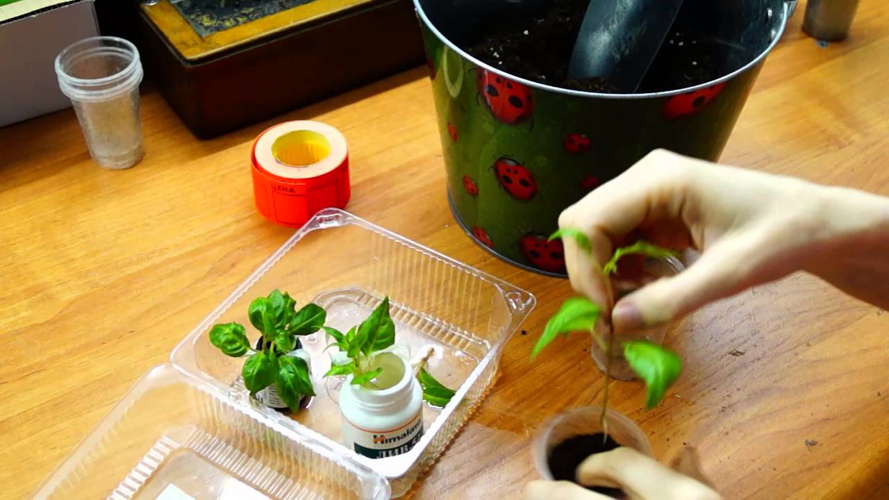 Укоренение фуксий/ простой и действенный способ