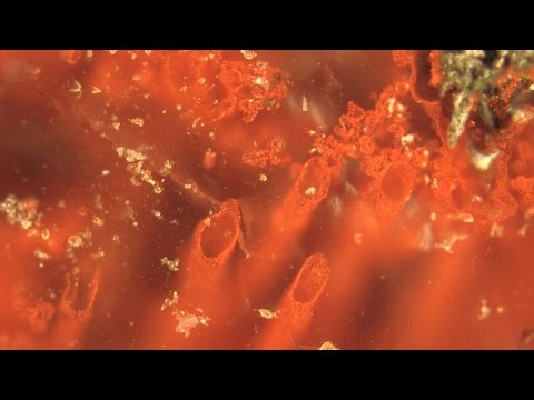 Video: Kdy byly nalezeny mikrofosílie?