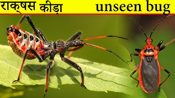 Assassin bug | unseen bug | most killer insect | dangerous bug