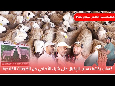 "كسّاب"  بالرحامنة يكشف سبب الإقبال على شراء الأضاحي من الضيعات الفلاحية