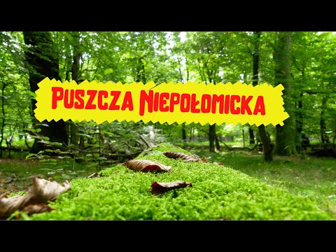 Wideo: Puszcza Niepołomicka 395