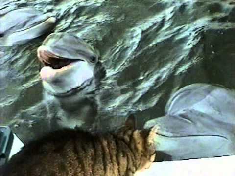 Cat & Dolphins Have Fun Together