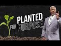Planted For Purpose | Bishop Dale C. Bronner