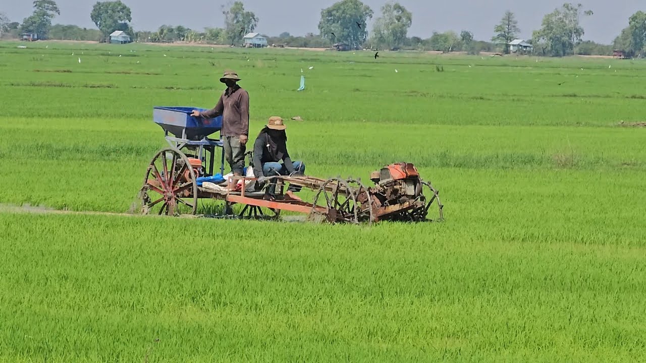 Farmer spreed Fertilizer by tractor 🌾♥️