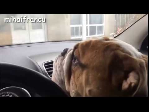 ძაღლიშვილი ვიყო...