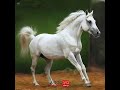 جمال الخيل العربية الخيل العربية حصان واهو الخيل العربية سباقات الخيل فروسية الحصان العربي