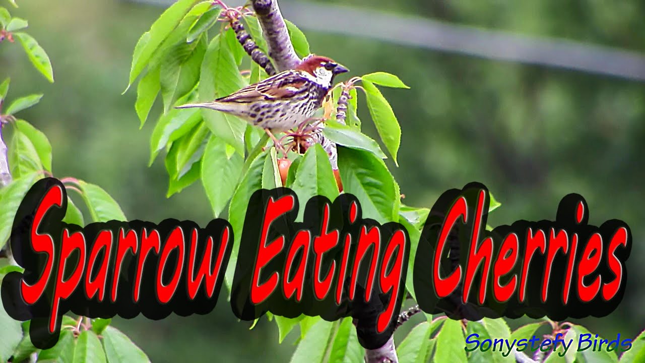 Sparrow eating cherries ( Birds 1200mm 50x Uccelli Sweet Spring
