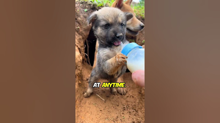 Wild Dog Mother Takes A Risk By Letting Her Puppy Drink (@countrysidepuppy) #shorts