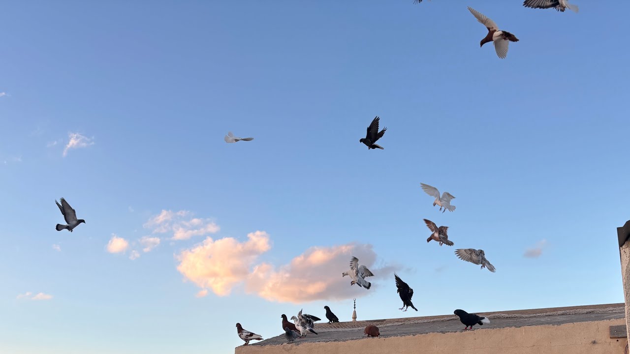 رجعت اجمع زاجل من جديد😂😜 شاهد للنهايه❤️