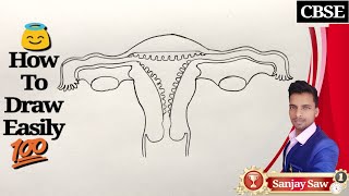 How to draw Female reproductive system step by step for class 12th.