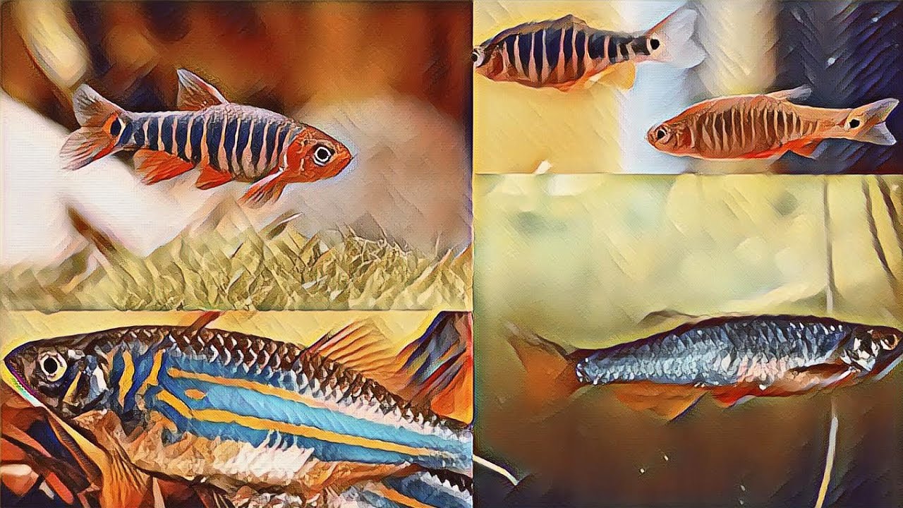 TOP 10 TYPES OF DANIOS YOU HAVENOT SEEN