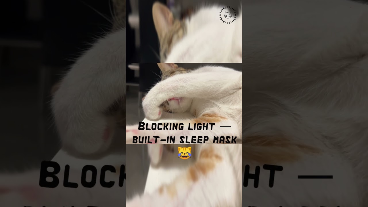 Ever Wonder Why Cats Cover Their Face When They Sleep? 😹 