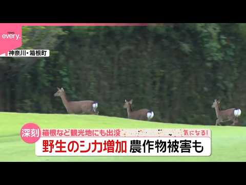 【深刻】箱根など観光地にも出没 野生のシカ増加 農作物被害も『気になる！』