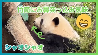 11/16 シャオシャオ】朝から竹筒と格闘。ニンジンもたくさんゲット