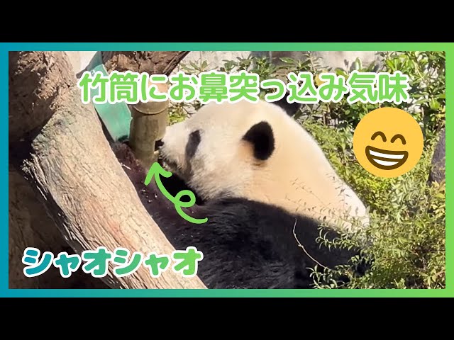 11/16 シャオシャオ】朝から竹筒と格闘。ニンジンもたくさんゲット
