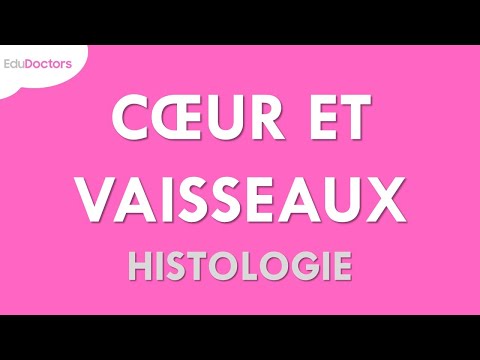 Le système cardiovasculaire -  Histologie