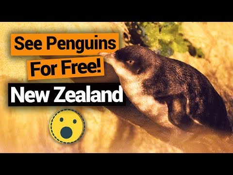 वीडियो: न्यूजीलैंड में पेंगुइन कहां देखें
