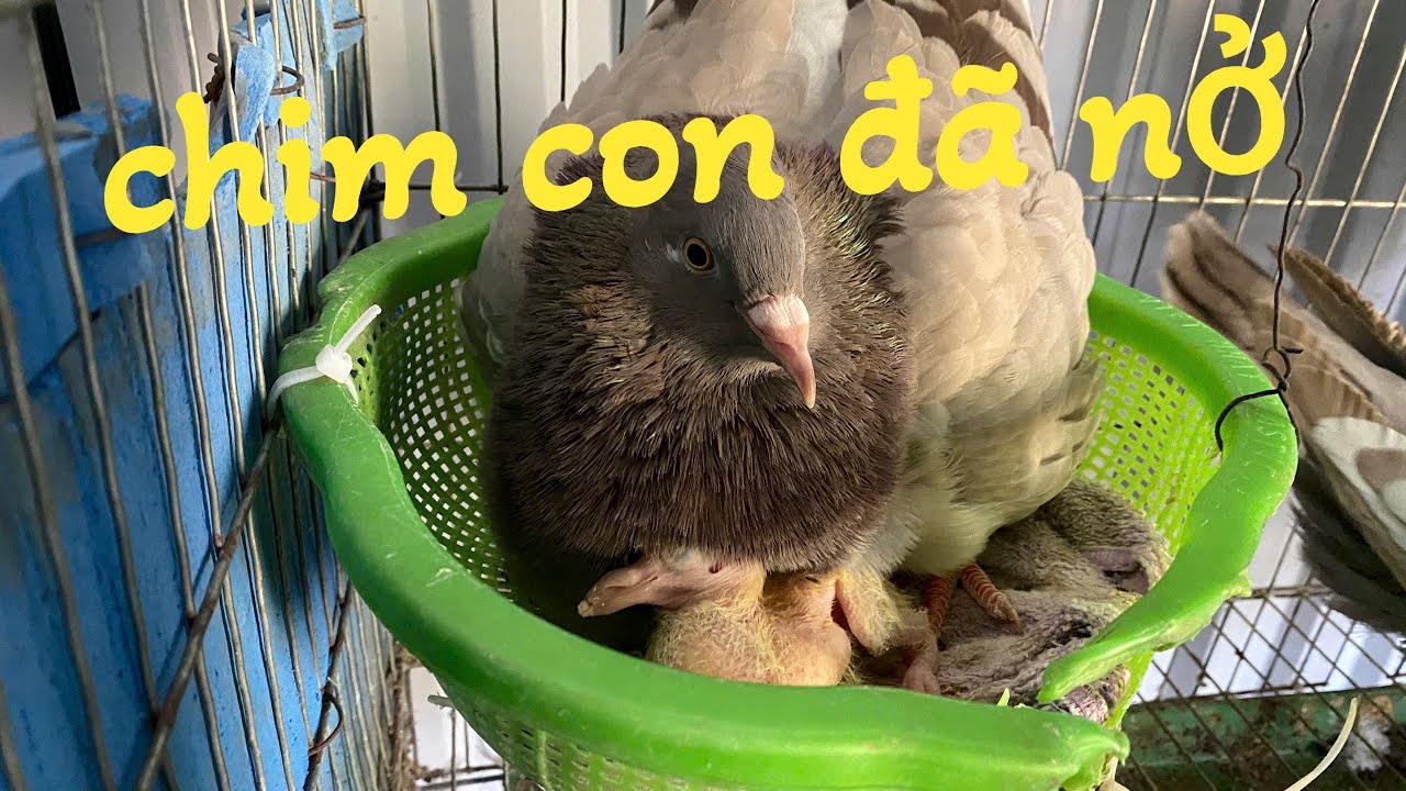 Sau Bao Ngày Lứa Chim Đầu Tiên Cũng không Như Ý năm đen tv