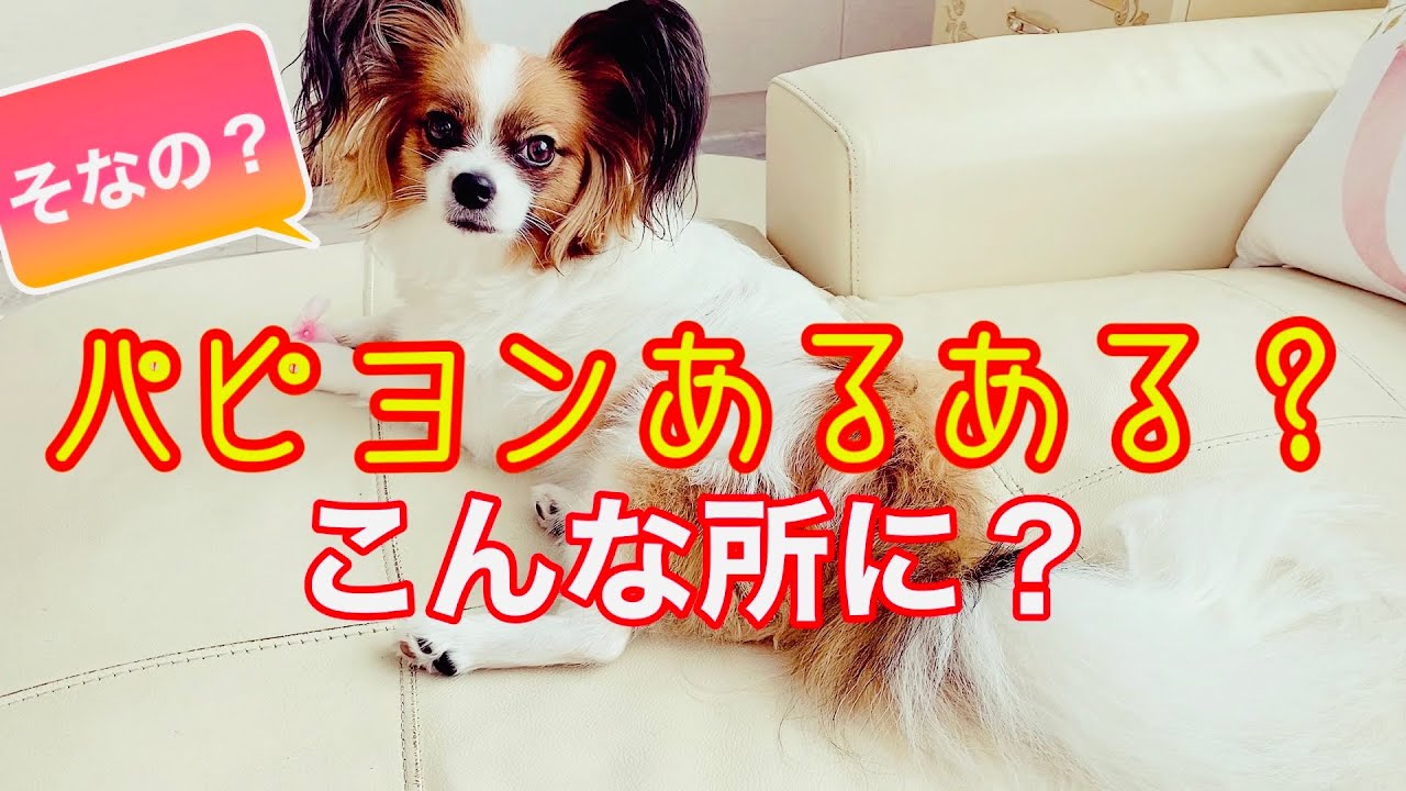 これってパピヨンあるある？その2 - YouTube