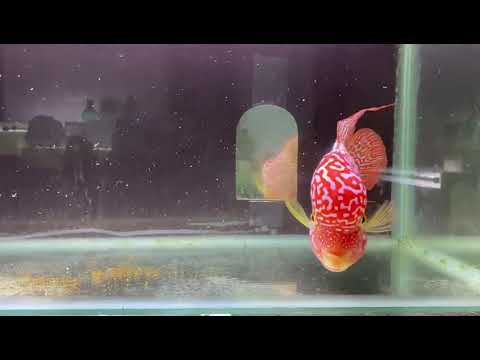 Video GB kamfa part 3 - youtube
