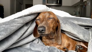 Mini dachshund's favorite spots