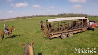 Catching Steers in Viola