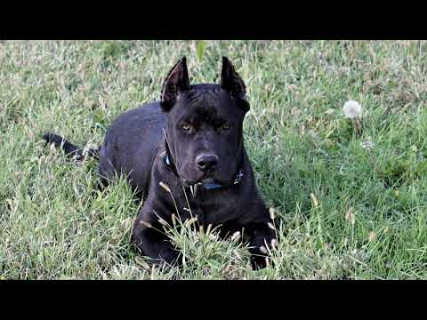 Video: Forskjellen Mellom Cane Corso Og Pitbull