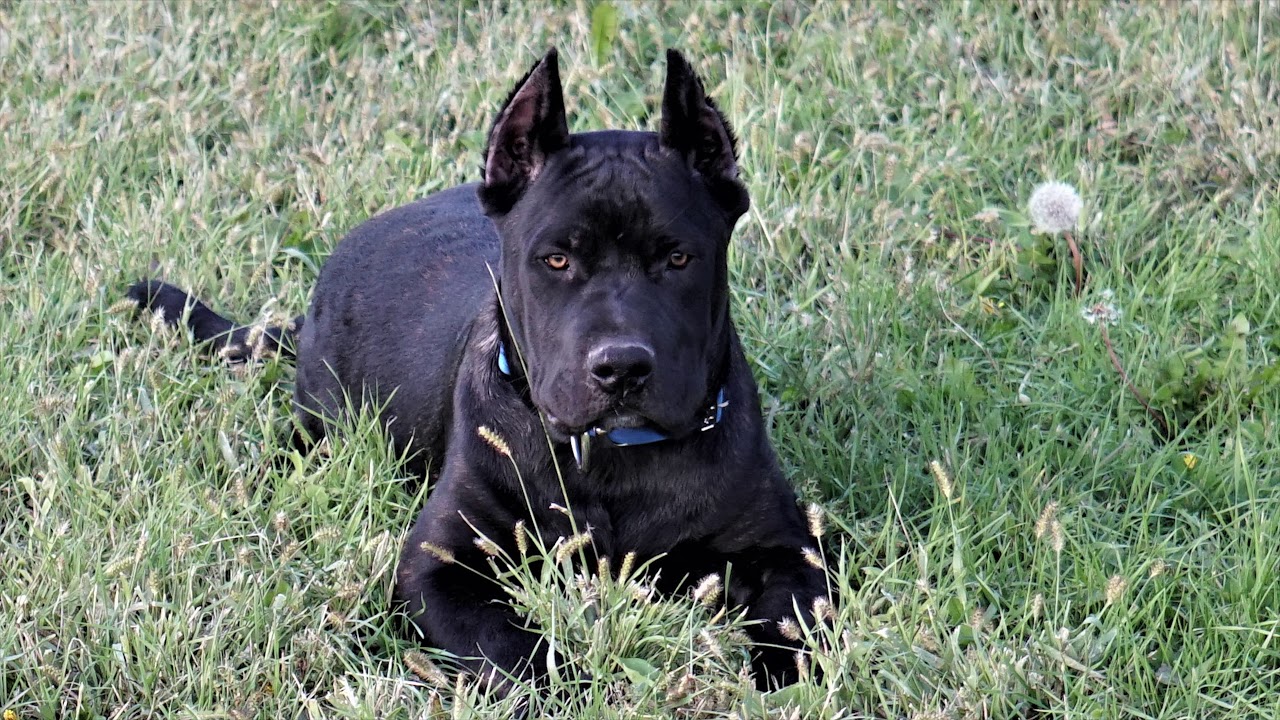 Cane Corso Pitbull Mix