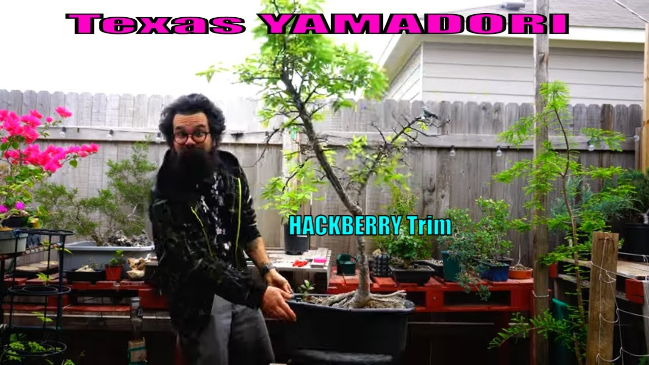 Texas Yamadori - HACKBERRY Trim - Bonsai-YEAH!
