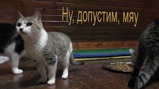 Приют для животных &quot;Лесная сказка&quot;