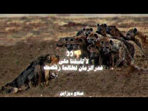 لا تأسفن علي غدر الزمان لطالما رقصت علي جثث الأسود كلاب حالات واتس 2025