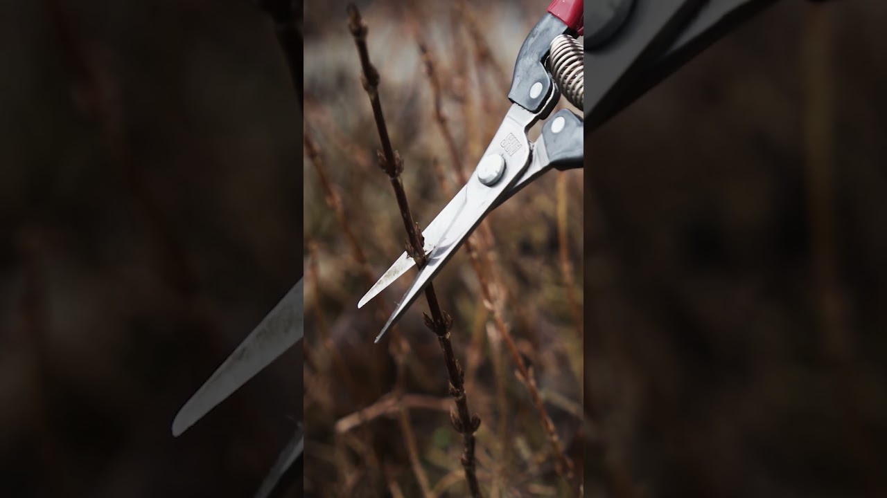 Pruning ASMR: The Satisfying Sound of Pruners at Work ✂️🍃