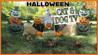 🎃 Halloween 🎃 Cat & Dog TV | Birds 🐦, Squirrels, and Chipmunks 🐿️| Great background while working 📺 by Four Paws TV 44,681 views 7 months ago 10 hours, 1 minute