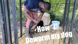 How to deworm a dog yourself!!! (What “i” use) #deworming #worms