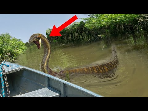 Video: A mund të notosh në lumin androscoggin?