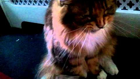 Watch the video about Angry, growling, hissing maine coon cat