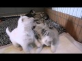 19 Day Old Siberian Husky Pups. Husky Play with Shiloh &amp; Bebe