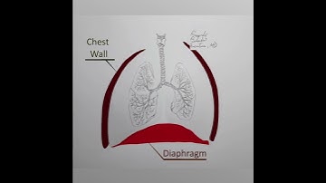 Lung Mechanics explained in 1 minute