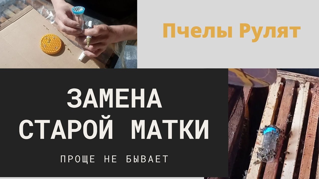 Эффективная замена старых маток Замена старых маток