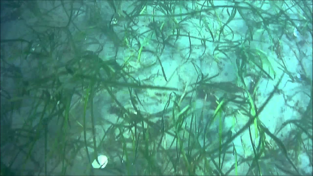 eelgrass habitat YouTube