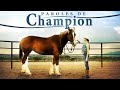 Paroles de champion  film complet en franais cheval famille