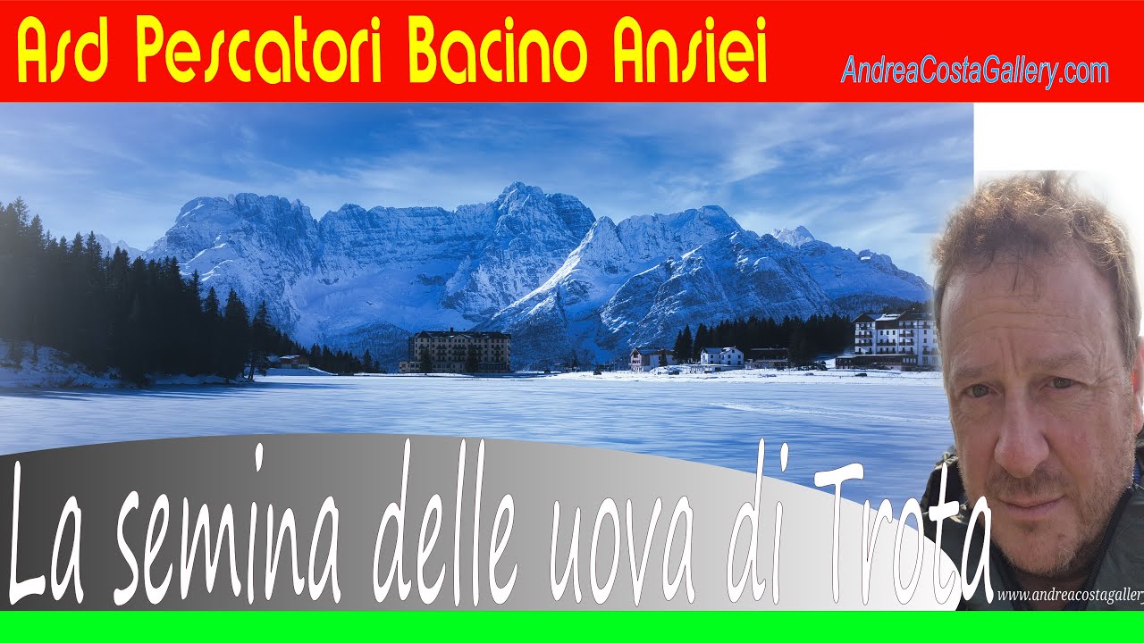 La semina delle uova di trota Fario - Auronzo di Cadore Dolomiti