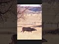 Close Gun Shot Action | Fast Deer Hunting One Shot One Kill | Close Gun Shot Deer #deerhunting #deer
