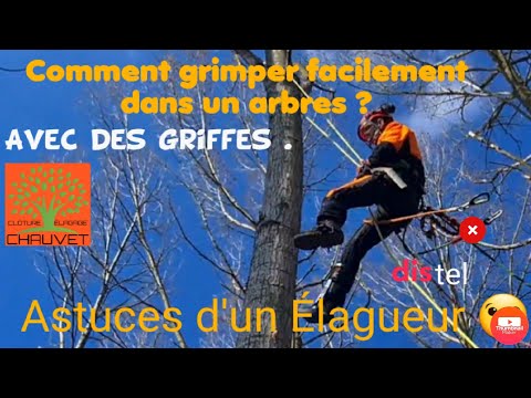 Comment Devenir Un Grimpeur D’Arbre Professionnel En 7 Étapes